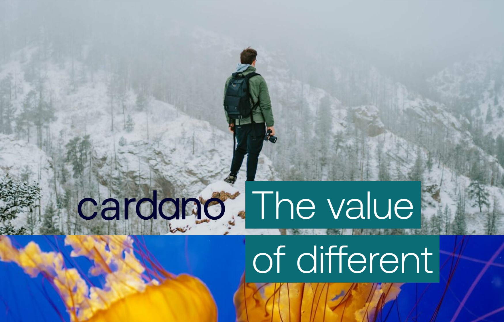 cardano_beeld